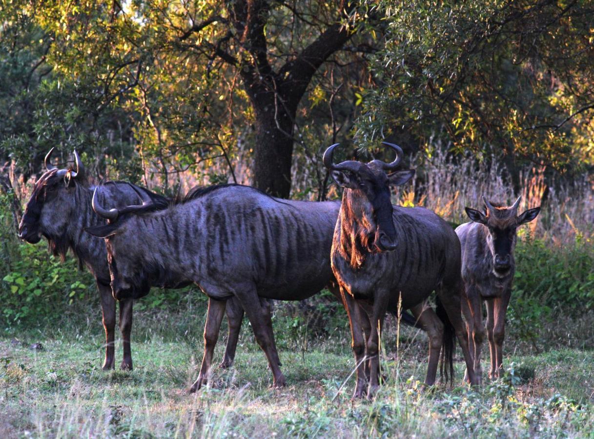 Karee & Wild Olive Guest Lodge Hekpoort Экстерьер фото